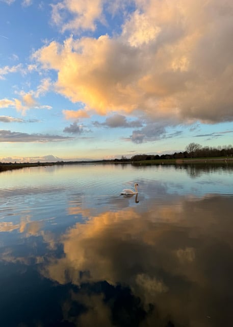 This image has an empty alt attribute; its file name is 2024-Comp-Swan-in-Lake-Gary-MacMillan.jpeg